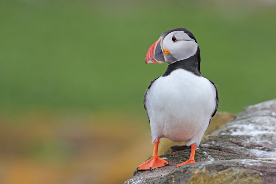 Papageitaucher auf Inner Farne