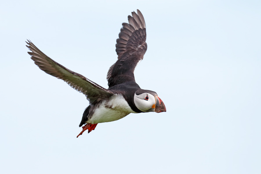 Papageitaucher auf Inner Farne