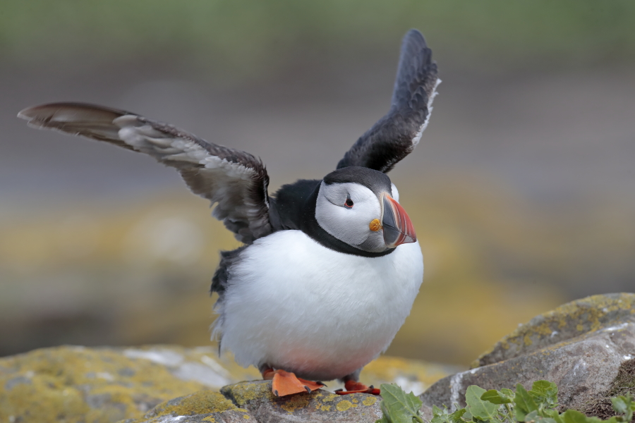 Papageitaucher auf Inner Farne