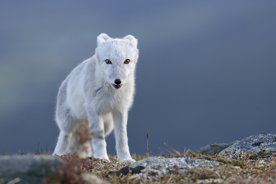 Polarfuchs in einem norwegischen Fjell