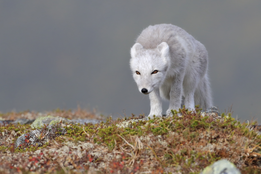 Polarfuchs in einem norwegischen Fjell