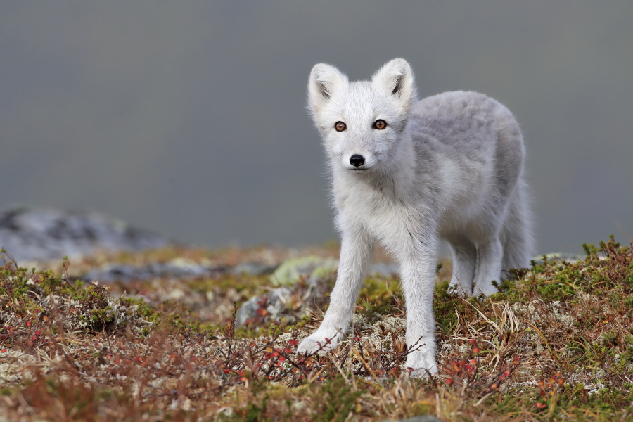 Polarfuchs in einem norwegischen Fjell