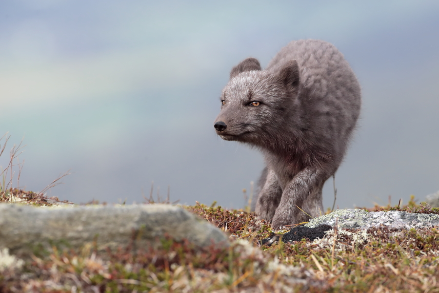 Polarfuchs in einem norwegischen Fjell