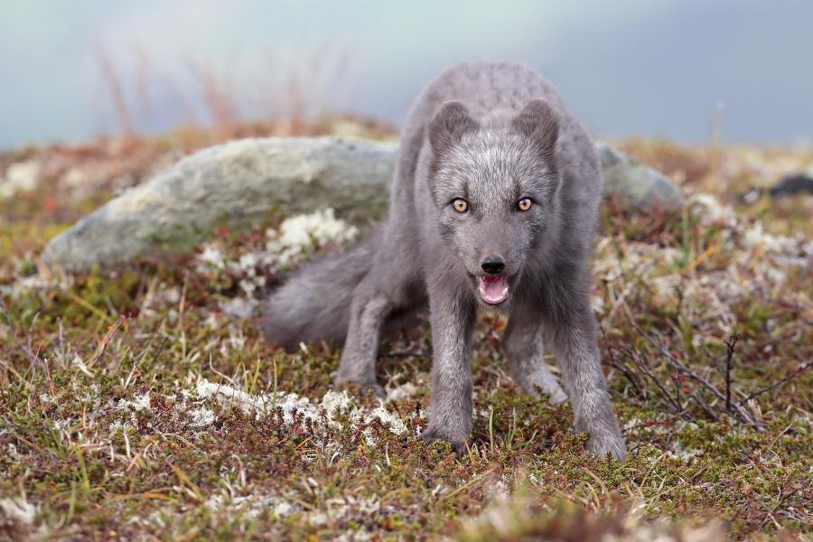 Polarfuchs in einem norwegischen Fjell