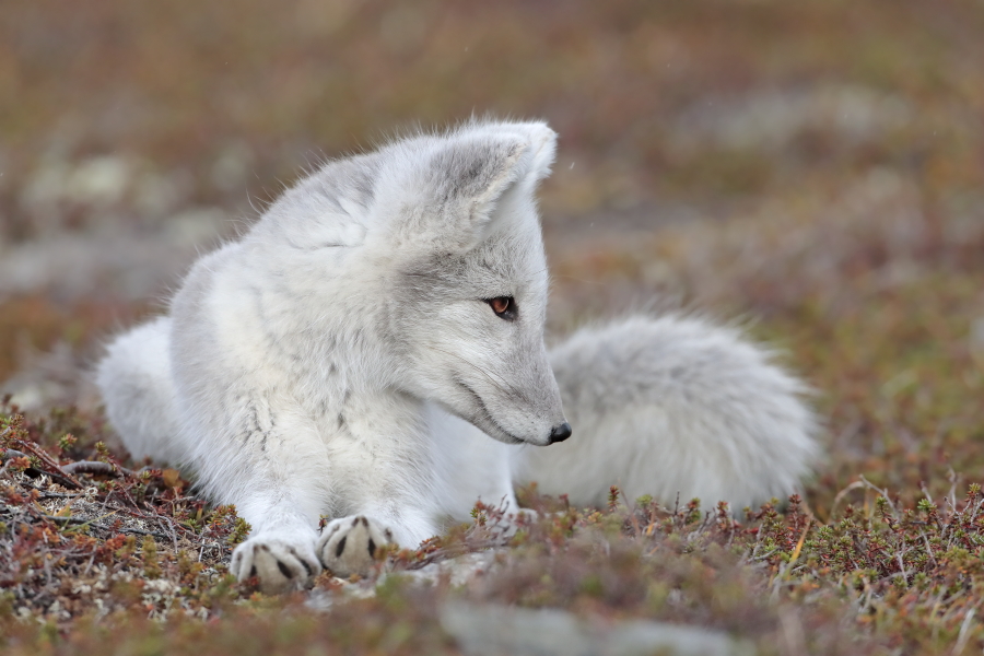 Polarfuchs in einem norwegischen Fjell
