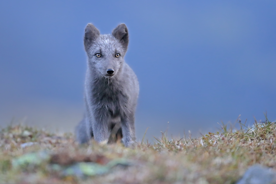Polarfuchs in einem norwegischen Fjell