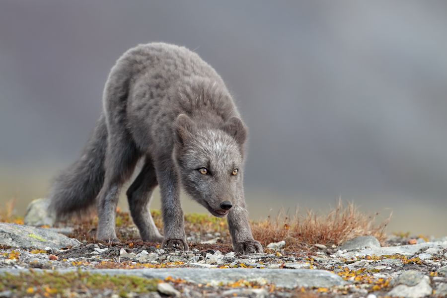 Polarfuchs in einem norwegischen Fjell