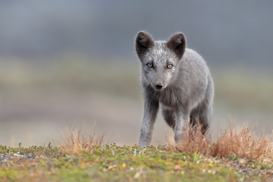 Polarfuchs in einem norwegischen Fjell