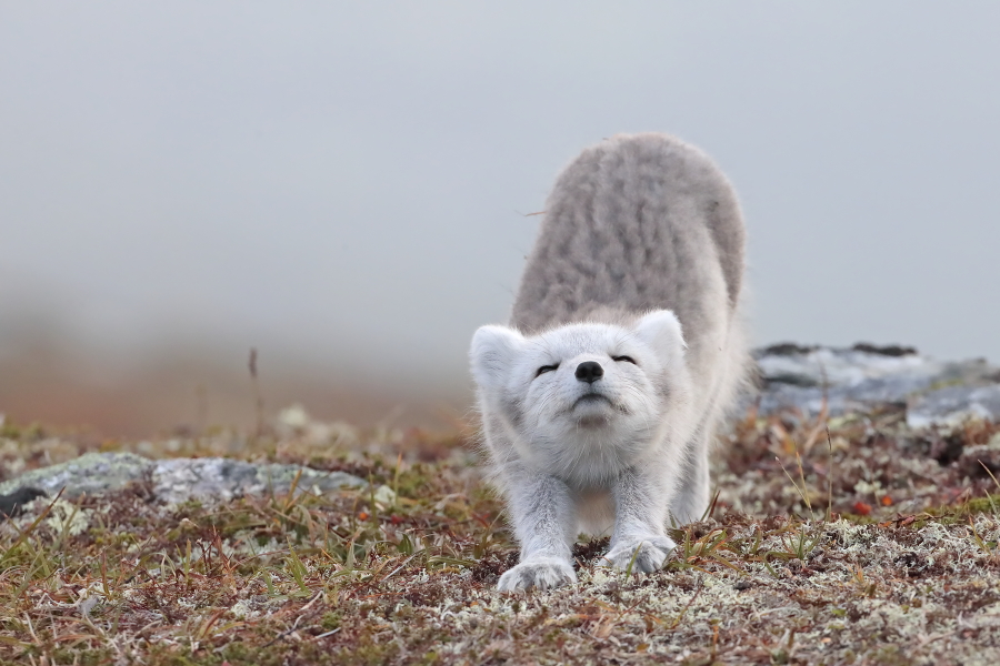 Polarfuchs in einem norwegischen Fjell