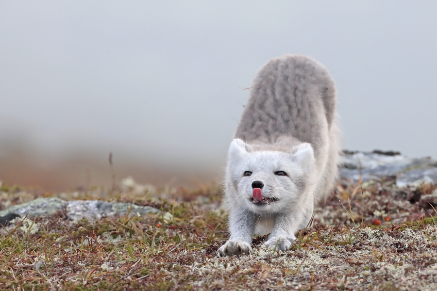 Polarfuchs in einem norwegischen Fjell