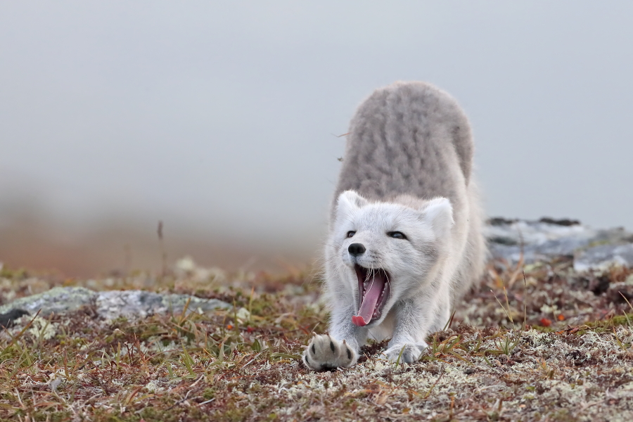 Polarfuchs in einem norwegischen Fjell