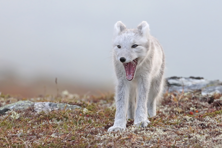 Polarfuchs in einem norwegischen Fjell