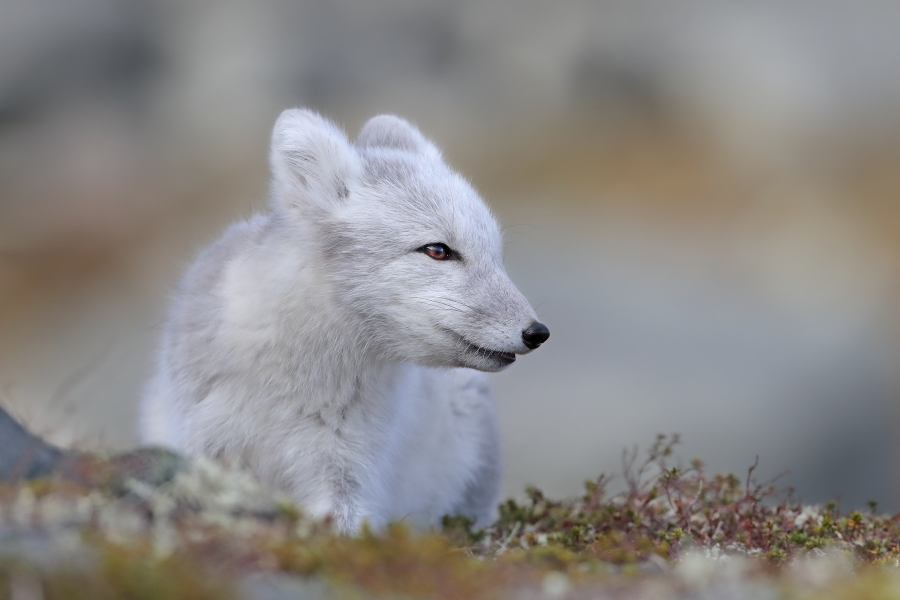 Polarfuchs in einem norwegischen Fjell