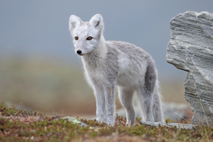 Polarfuchs in einem norwegischen Fjell