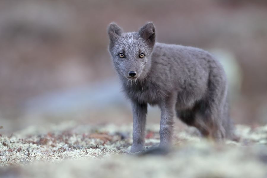 Polarfuchs in einem norwegischen Fjell