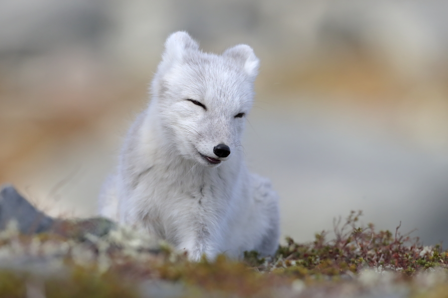 Polarfuchs in einem norwegischen Fjell