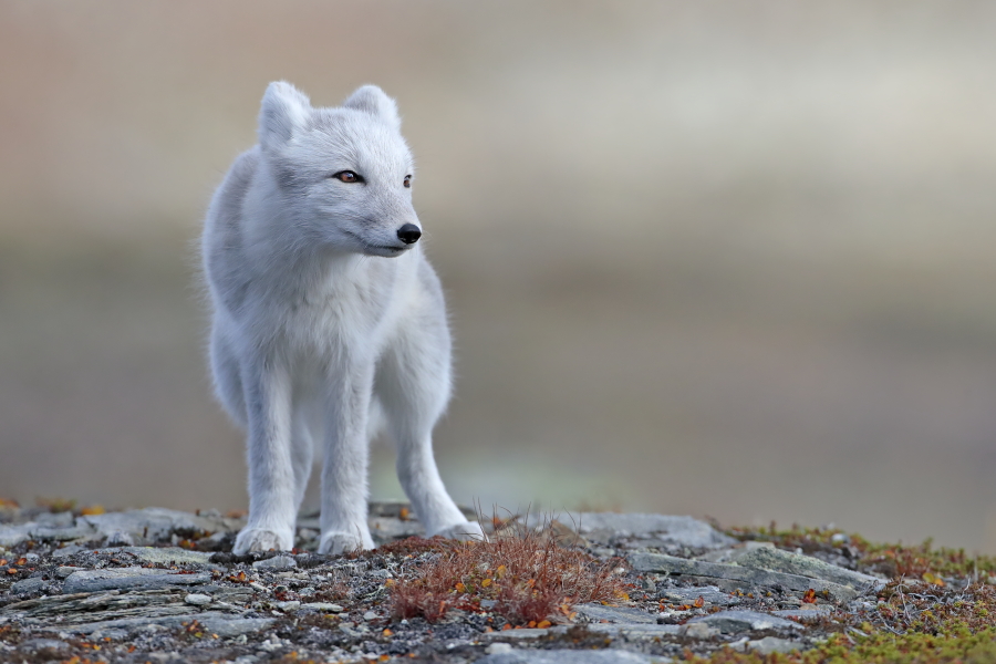 Polarfuchs in einem norwegischen Fjell
