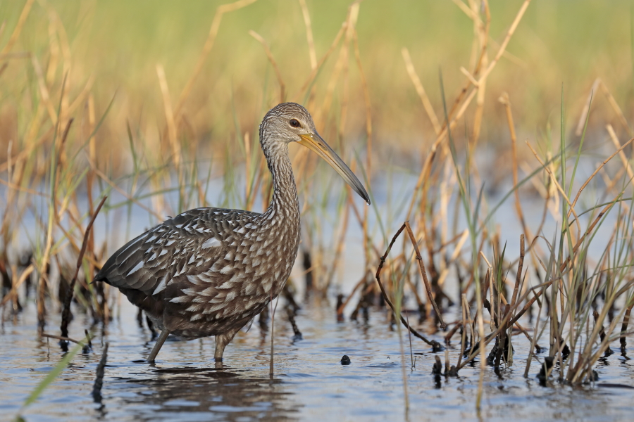 Der Rallenkranich gehört zur Ordnung der Kranichvögel. Mit seinem leicht gebogenen Schnabel erinnert er an einen Ibis, sein lauter Ruf ähnelt dem eines Kranichs. Er ernährt sich vorwiegend von Schnecken.