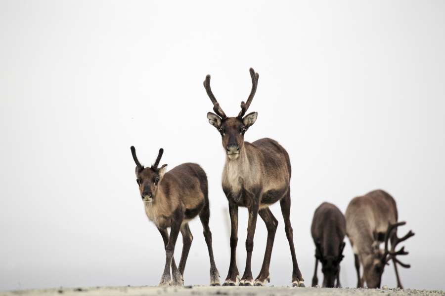 Rentier Ren Rangifer tarandus Reindeer Schweden