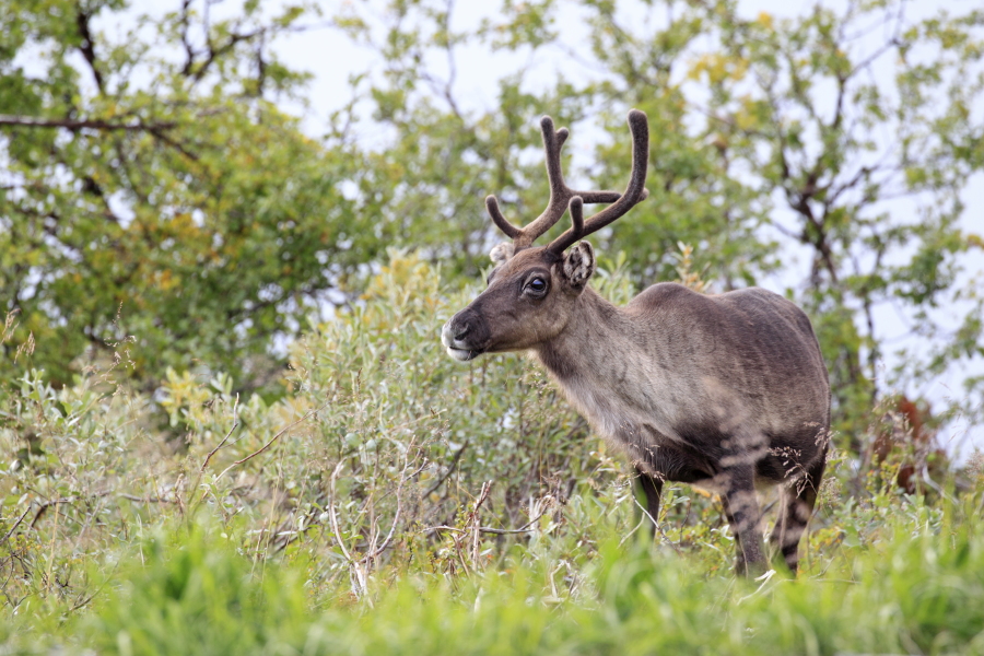 Rentier Ren Rangifer tarandus Reindeer Schweden