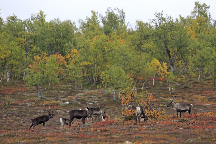 Rentier Ren Rangifer tarandus Reindeer Schweden