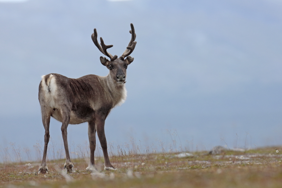 Rentier Ren Rangifer tarandus Reindeer Schweden
