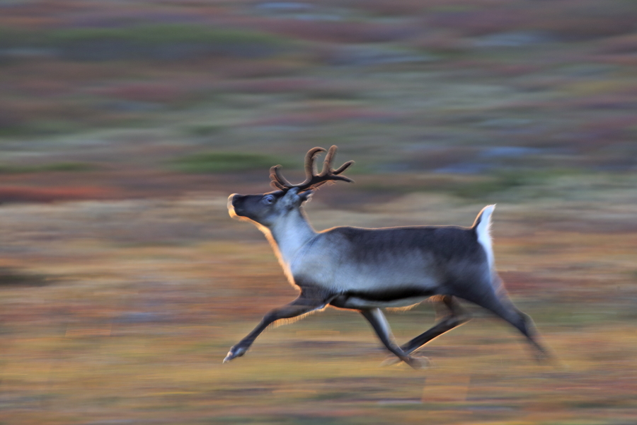 Rentier Ren Rangifer tarandus Reindeer Schweden