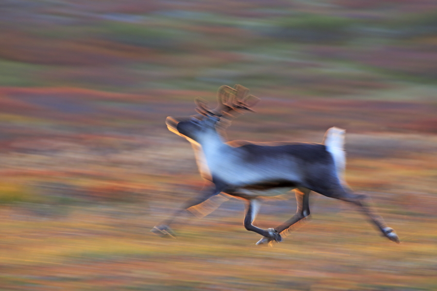Rentier Ren Rangifer tarandus Reindeer Schweden