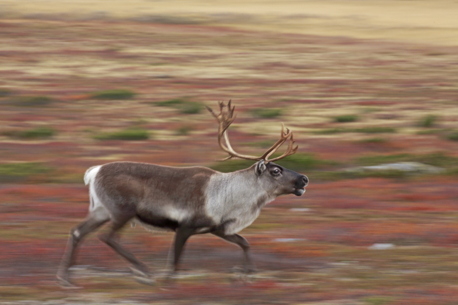 Rentier Ren Rangifer tarandus Reindeer Schweden