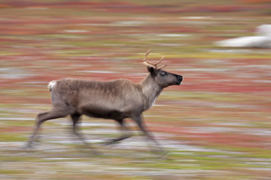 Rentier Ren Rangifer tarandus Reindeer Schweden
