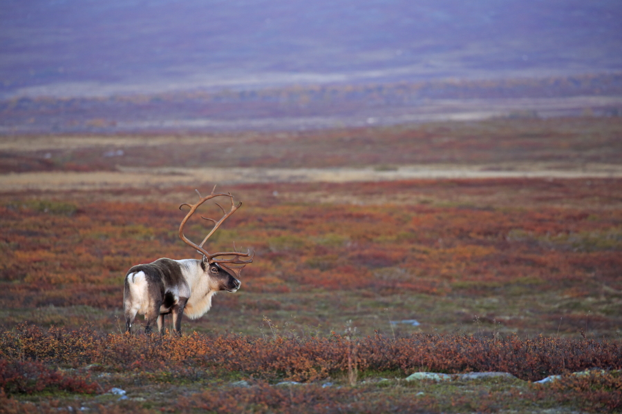 Rentier Ren Rangifer tarandus Reindeer Schweden