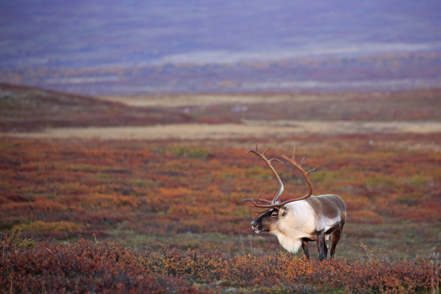 Rentier Ren Rangifer tarandus Reindeer Schweden