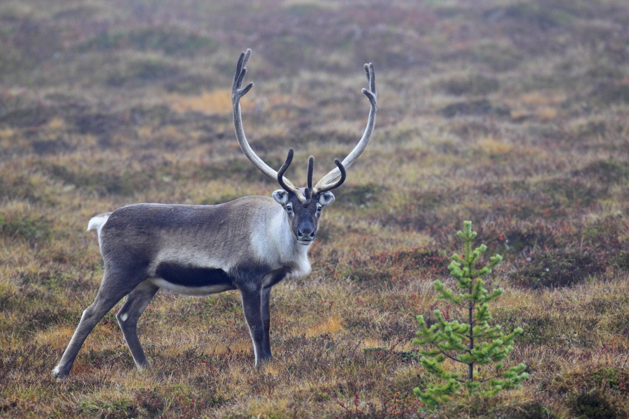 Rentier Ren Rangifer tarandus Reindeer Schweden