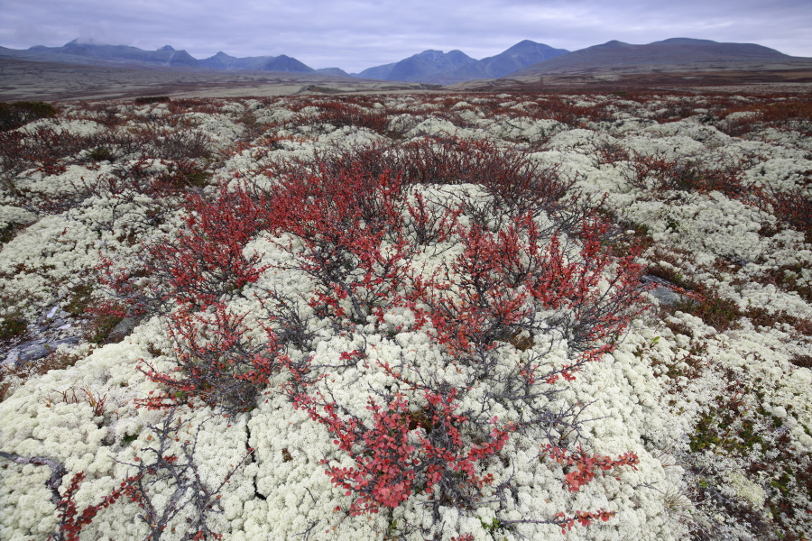 Landschaft im Rondane Nationalpark, Norwegen