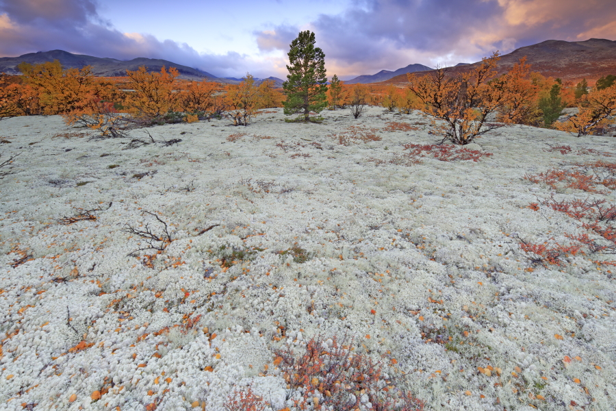 Landschaft im Rondane Nationalpark, Norwegen