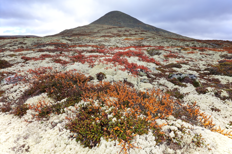 Landschaft im Rondane Nationalpark, Norwegen
