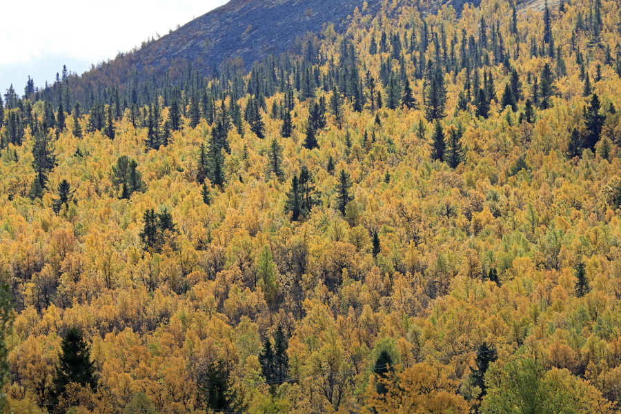 Landschaft im Rondane Nationalpark, Norwegen