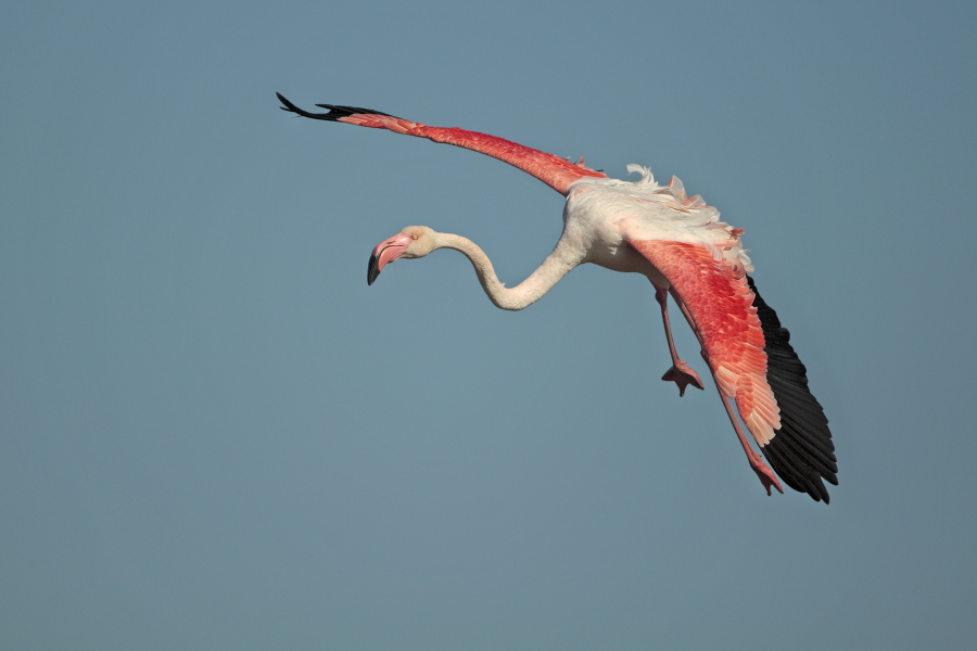 In der Camargue lebt eine stattliche Population des Rosaflamingos.