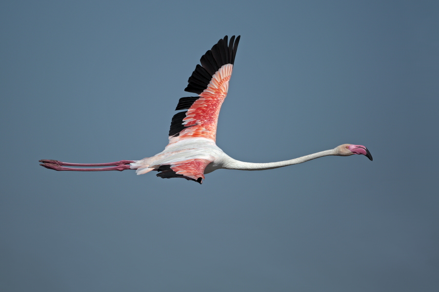 In der Camargue lebt eine stattliche Population des Rosaflamingos.