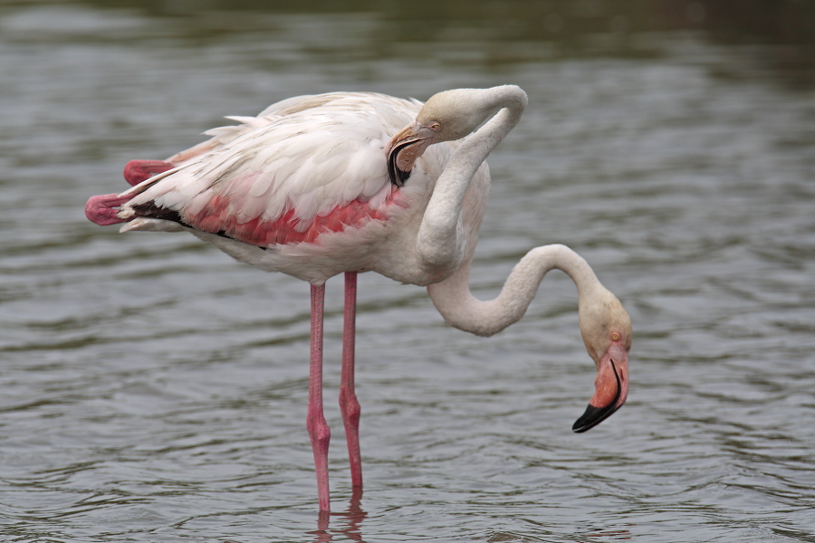 In der Camargue lebt eine stattliche Population des Rosaflamingos.