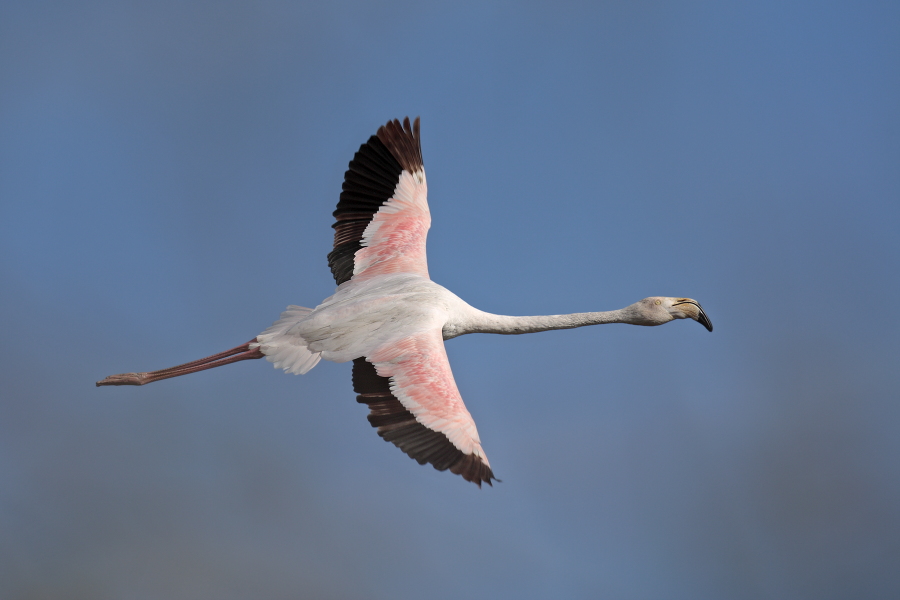 In der Camargue lebt eine stattliche Population des Rosaflamingos.
