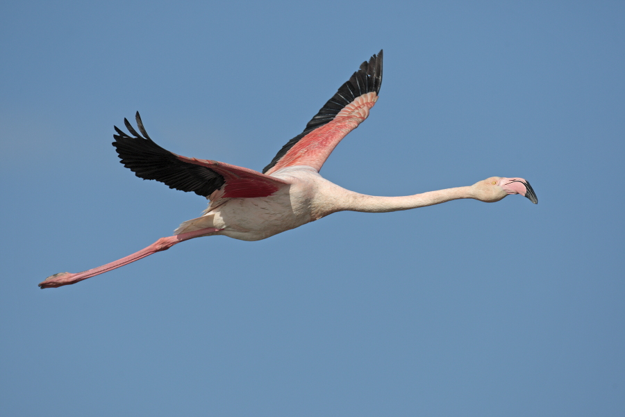 In der Camargue lebt eine stattliche Population des Rosaflamingos.