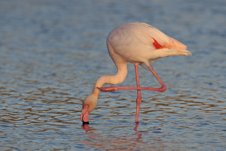 In der Camargue lebt eine stattliche Population des Rosaflamingos.