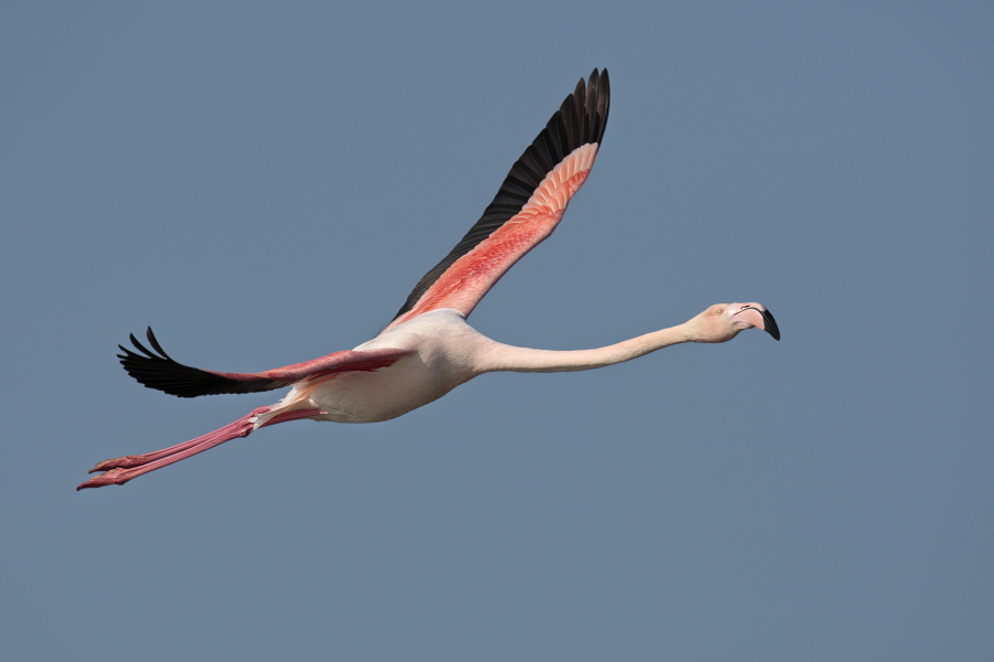 In der Camargue lebt eine stattliche Population des Rosaflamingos.