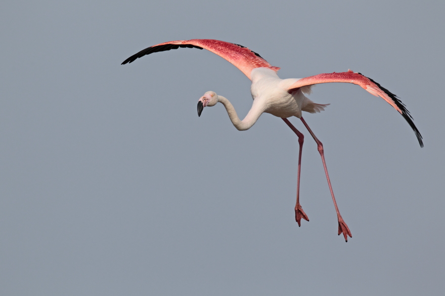 In der Camargue lebt eine stattliche Population des Rosaflamingos.