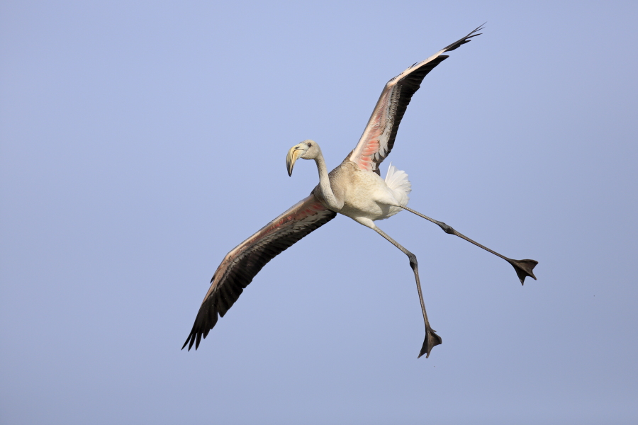 In der Camargue lebt eine stattliche Population des Rosaflamingos.