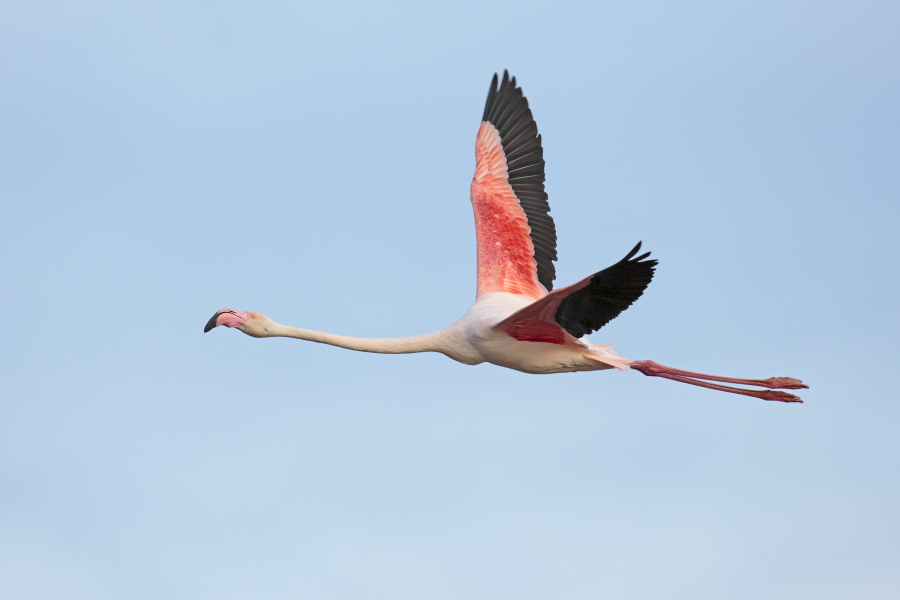 In der Camargue lebt eine stattliche Population des Rosaflamingos.