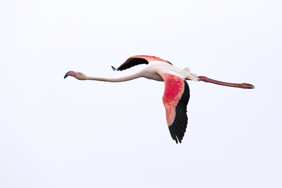 In der Camargue lebt eine stattliche Population des Rosaflamingos.