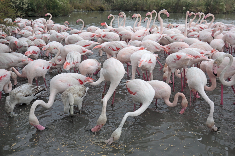 In der Camargue lebt eine stattliche Population des Rosaflamingos.