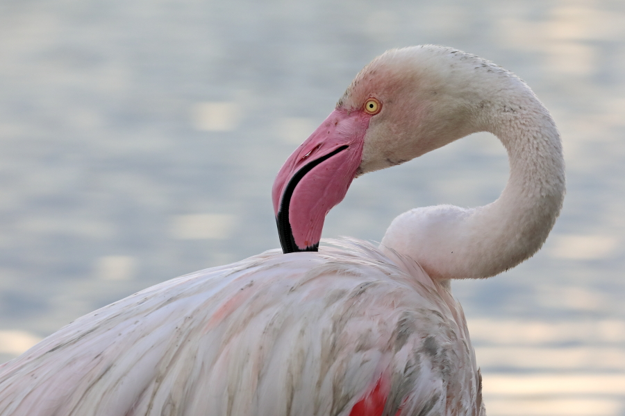 In der Camargue lebt eine stattliche Population des Rosaflamingos.